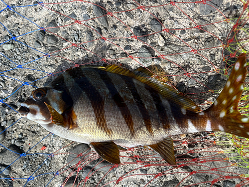 タカノハダイの釣果