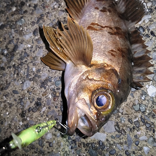 メバルの釣果