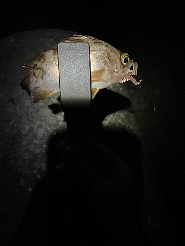 メバルの釣果