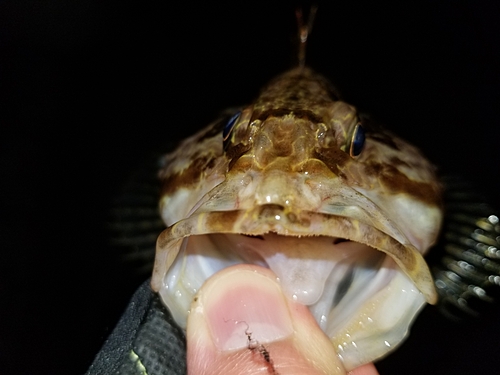 タケノコメバルの釣果