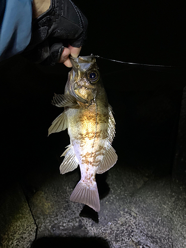 アカメバルの釣果