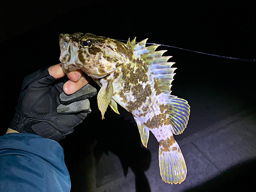 タケノコメバルの釣果