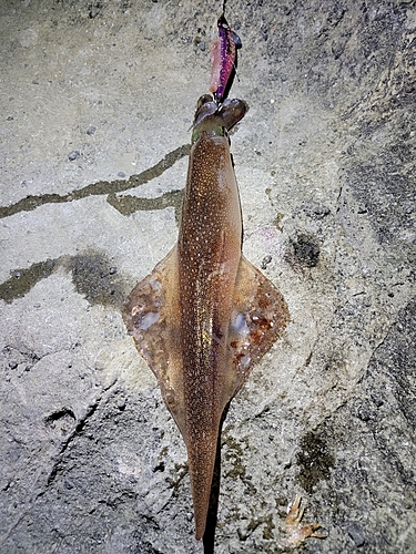 ヤリイカの釣果