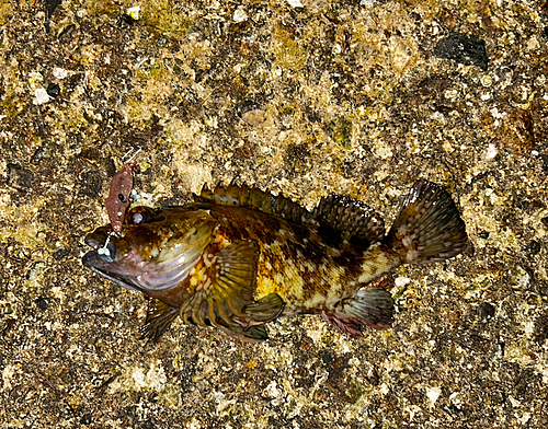 カサゴの釣果