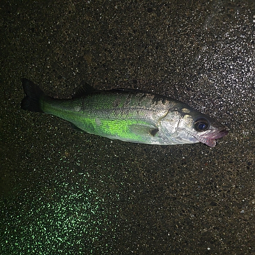 セイゴ（マルスズキ）の釣果