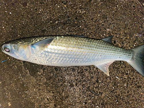 ボラの釣果