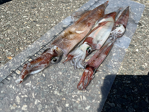 ヤリイカの釣果