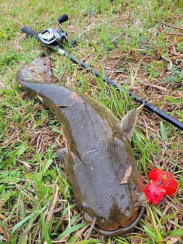 ナマズの釣果