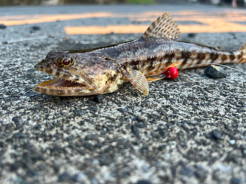 エソの釣果