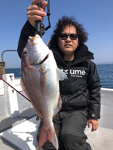 マダイの釣果