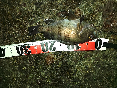 シロメバルの釣果