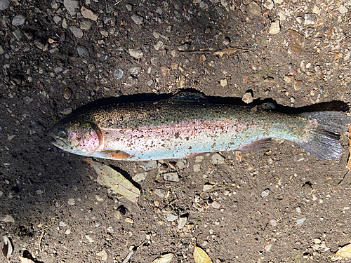 ニジマスの釣果