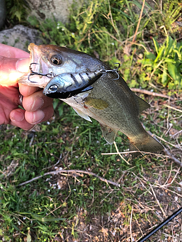 ブラックバスの釣果