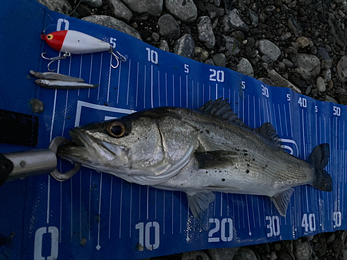 シーバスの釣果