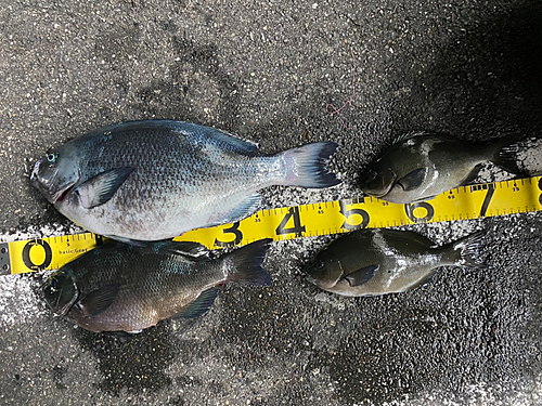 メジナの釣果