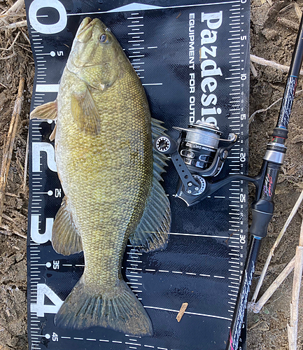 スモールマウスバスの釣果