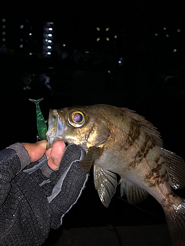 メバルの釣果