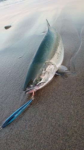 サクラマスの釣果