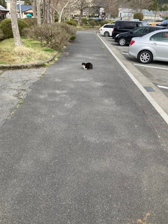 ブラウントラウトの釣果