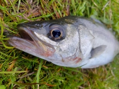 セイゴ（タイリクスズキ）の釣果