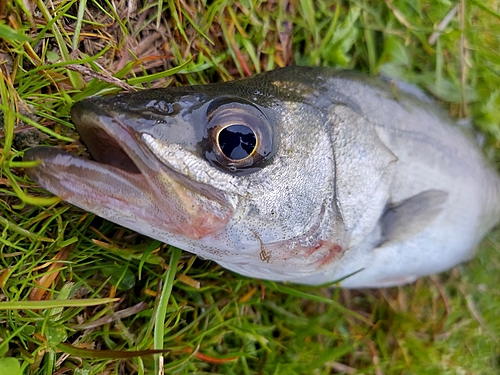 セイゴ（タイリクスズキ）の釣果