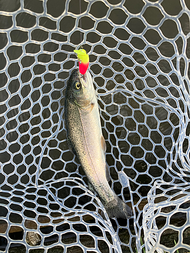 ニジマスの釣果