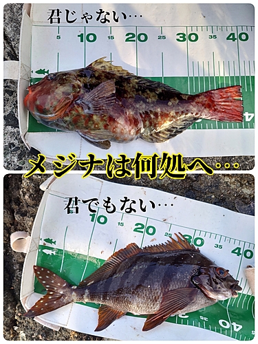 アイゴの釣果