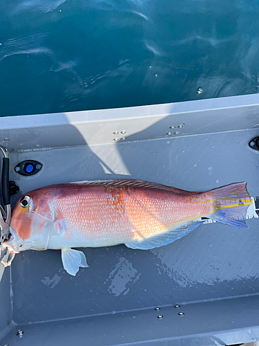 アマダイの釣果