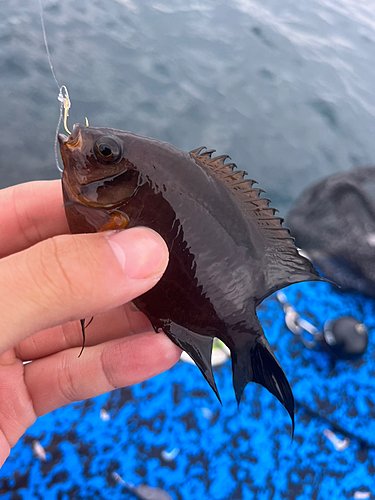 ヒレナガスズメダイの釣果