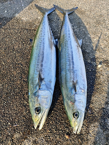 大野お台場公園前で釣れたカマスの釣り・釣果情報 - アングラーズ