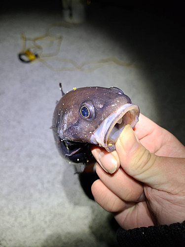 エゾイソアイナメの釣果