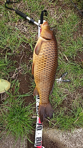 コイの釣果