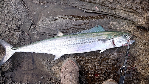 サワラの釣果