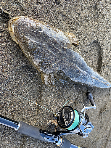 マゴチの釣果