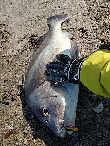 コショウダイの釣果