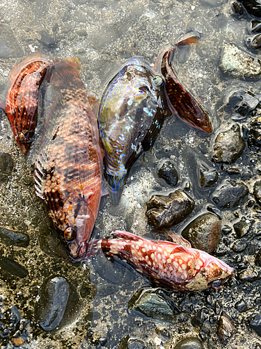 イソカサゴの釣果