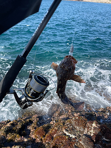 アラカブの釣果