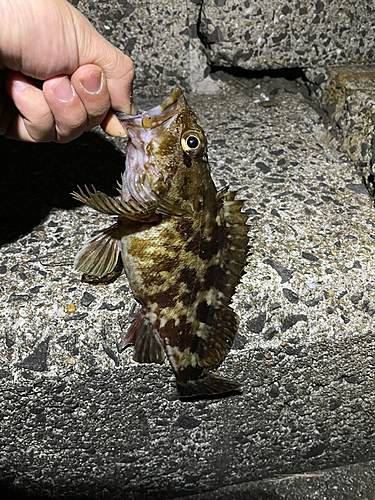 カサゴの釣果