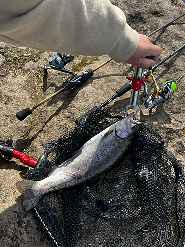 スチールヘッドの釣果