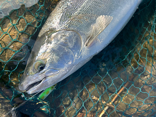 サクラマスの釣果