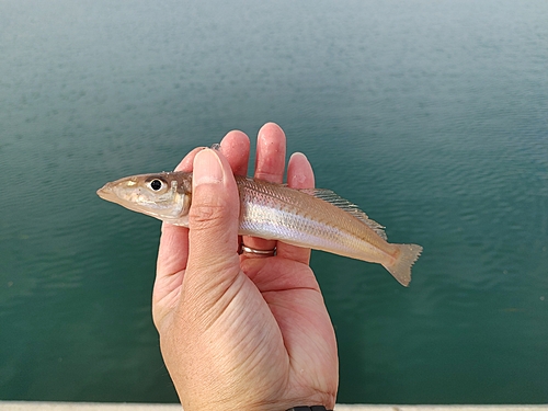 キスの釣果