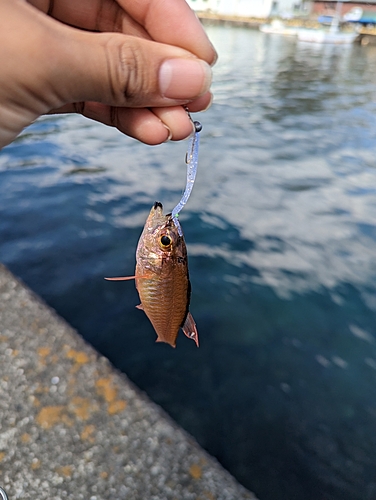 オオスジイシモチの釣果