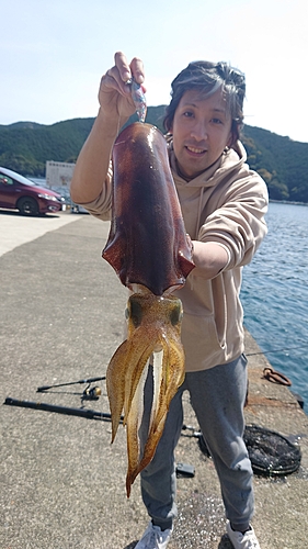 アオリイカの釣果