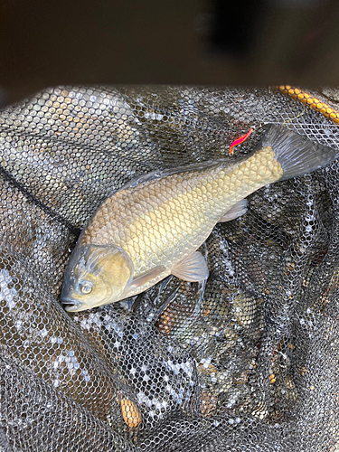 ヘラブナの釣果