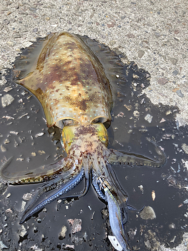 アオリイカの釣果