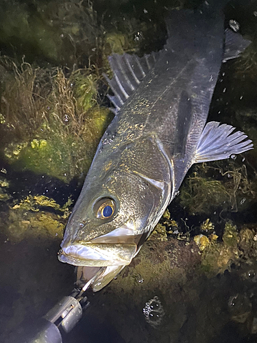 マルスズキの釣果