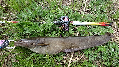 ナマズの釣果