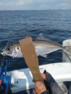 マアジの釣果