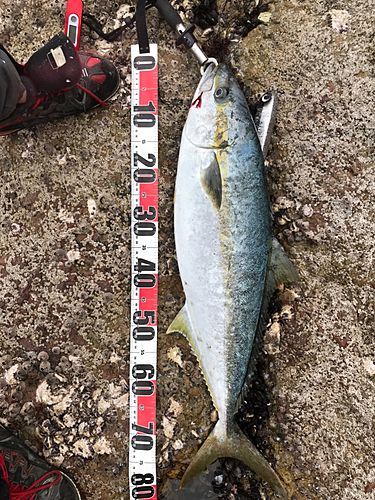 ヒラマサの釣果