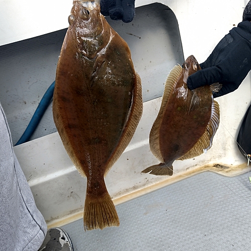 マコガレイの釣果